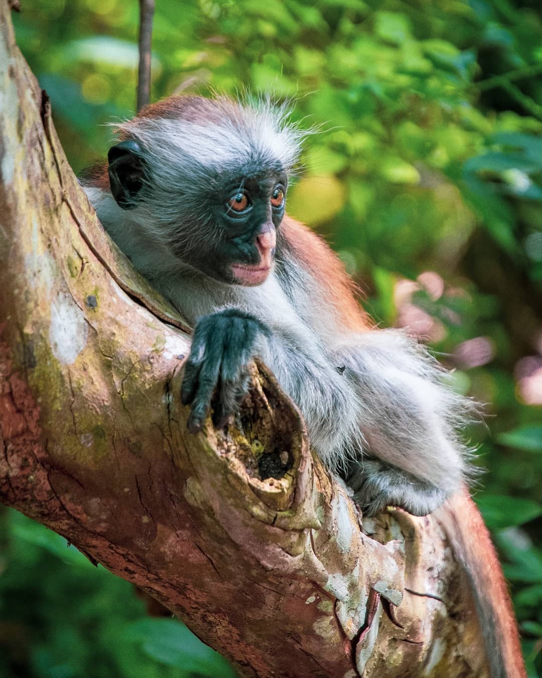 Jozani Forest Red Colobus