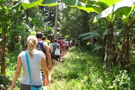 Coconut tree climbing show